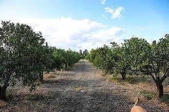Alloggio per agriturismo Sicily Country House & Beach Aeroporto di Catania Fontana Rossa Italia